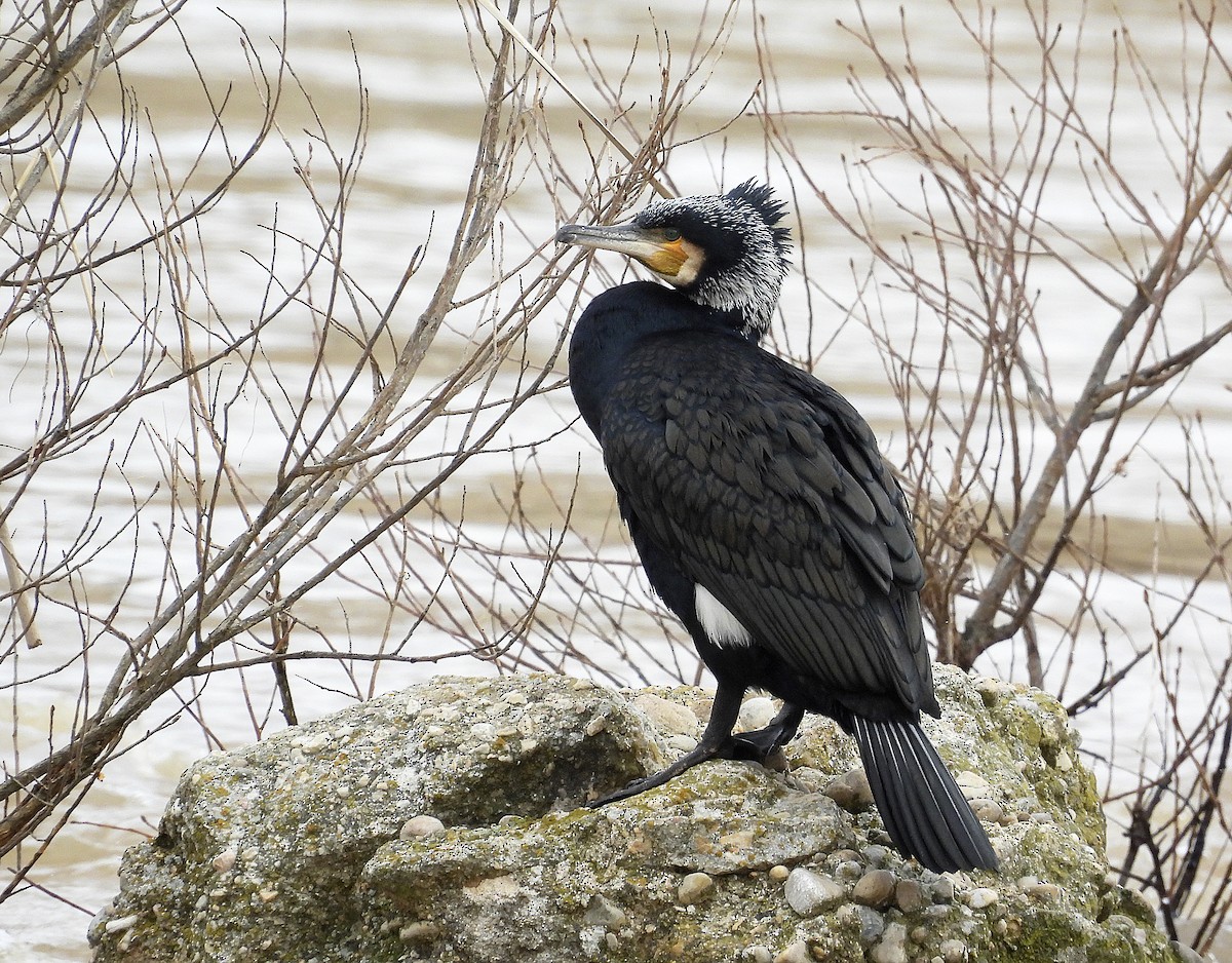 Cormorán Grande - ML615752267