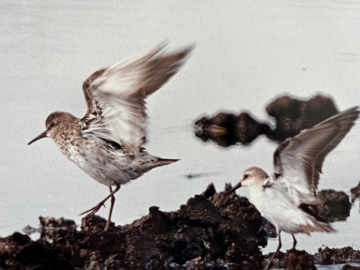 White-rumped Sandpiper - ML615752290