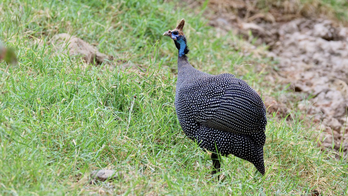 Helmeted Guineafowl - ML615752299