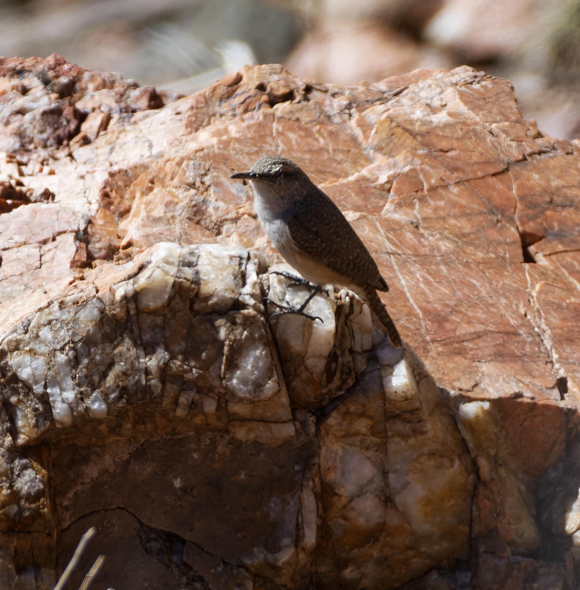 Rock Wren - ML615752322