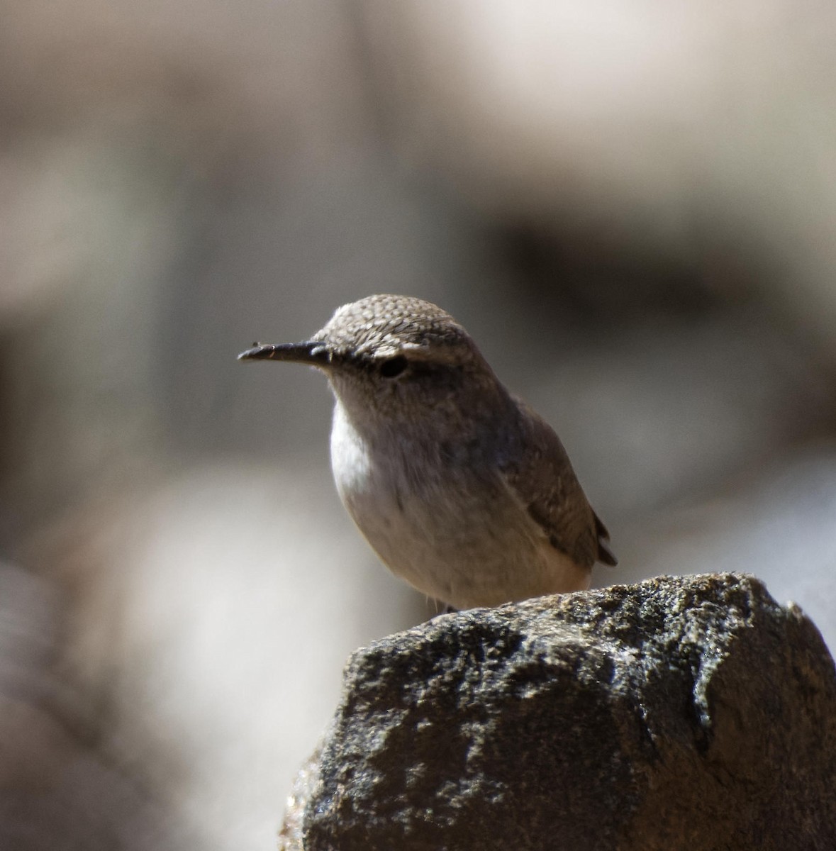 Rock Wren - ML615752323