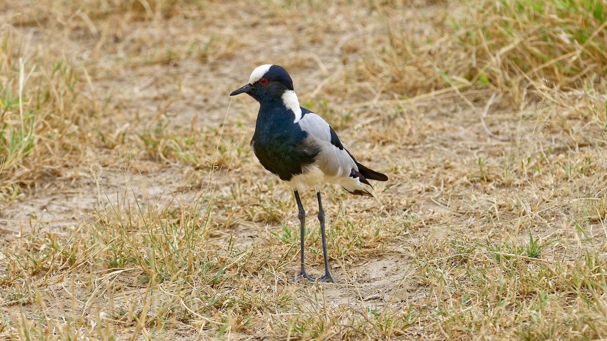 Blacksmith Lapwing - ML615752350