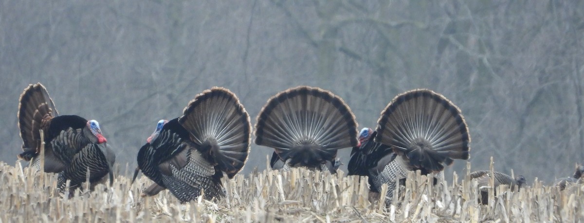 Wild Turkey - ML615752352