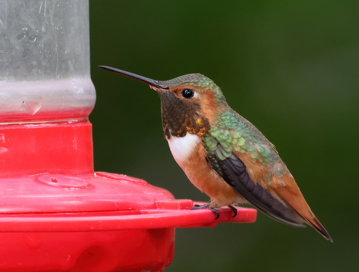 Allen's Hummingbird - Matthew Grube