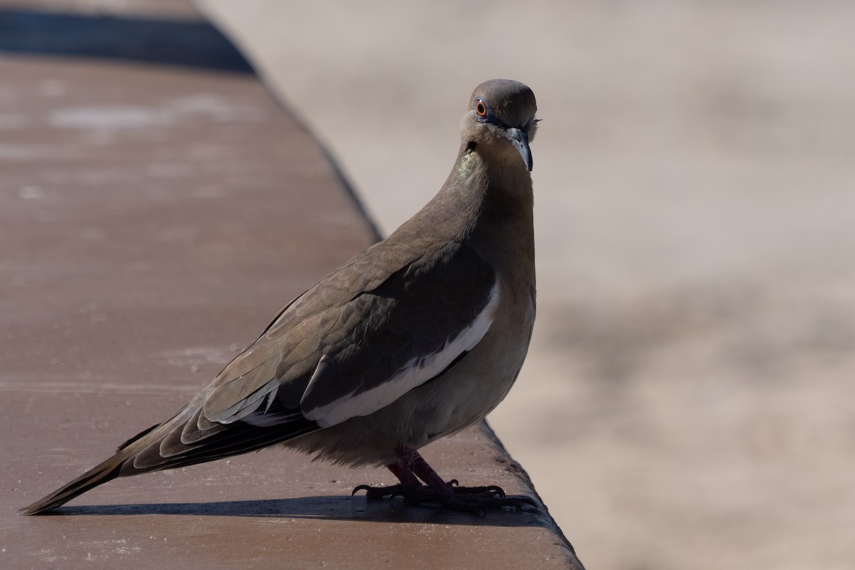 White-winged Dove - ML615752431