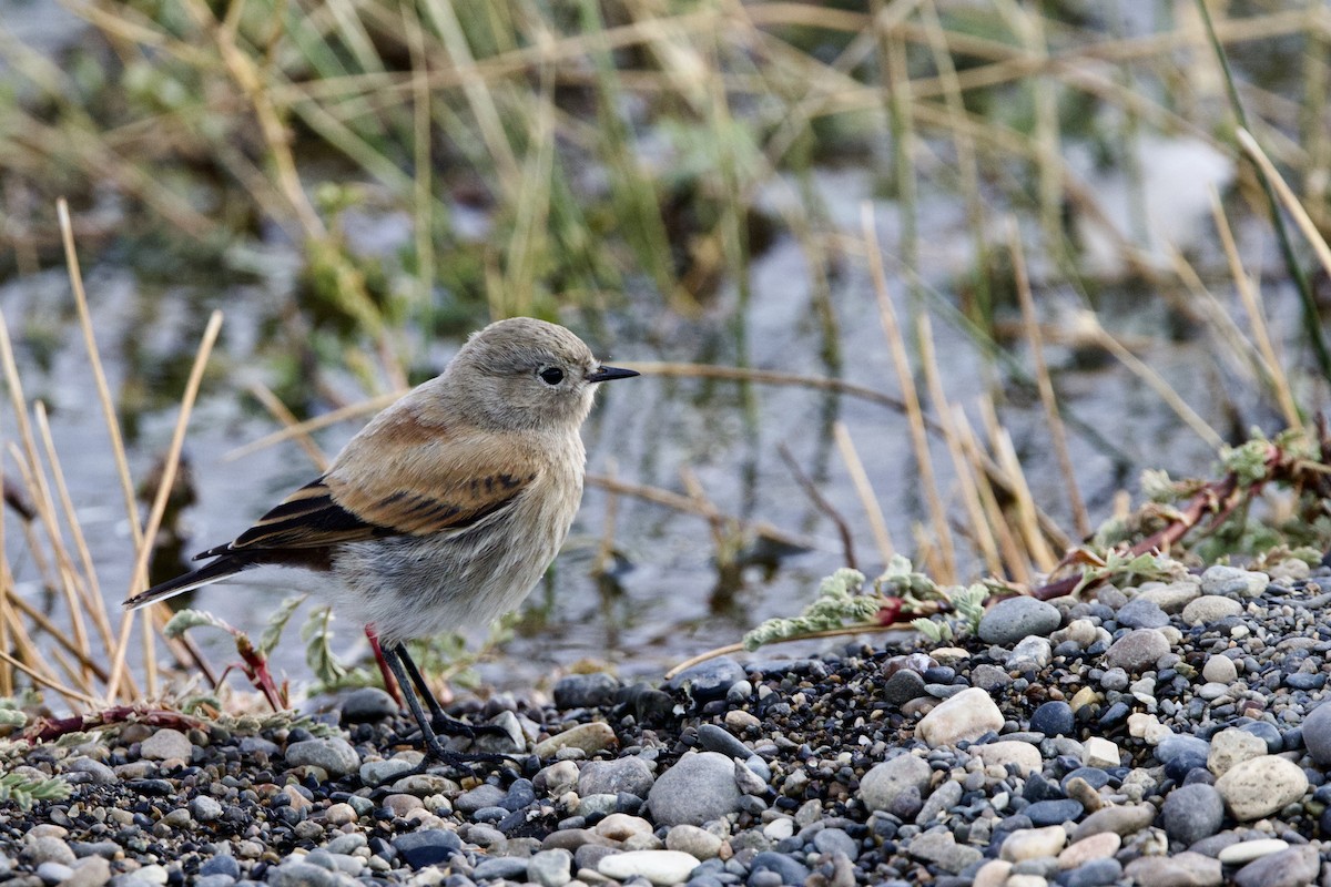 Patagoniensporntyrann - ML615752435