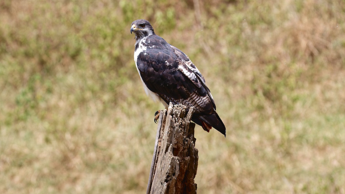 Augur Buzzard - ML615752445