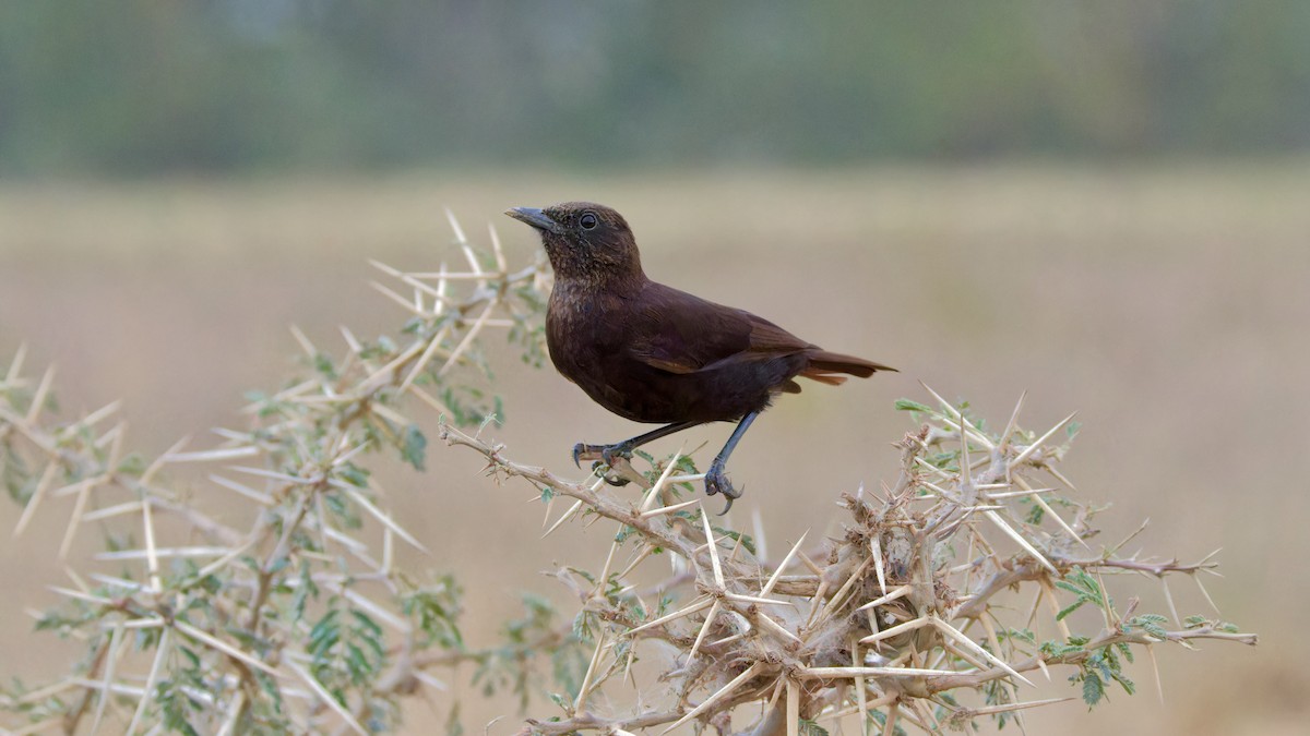 Northern Anteater-Chat - ML615752455