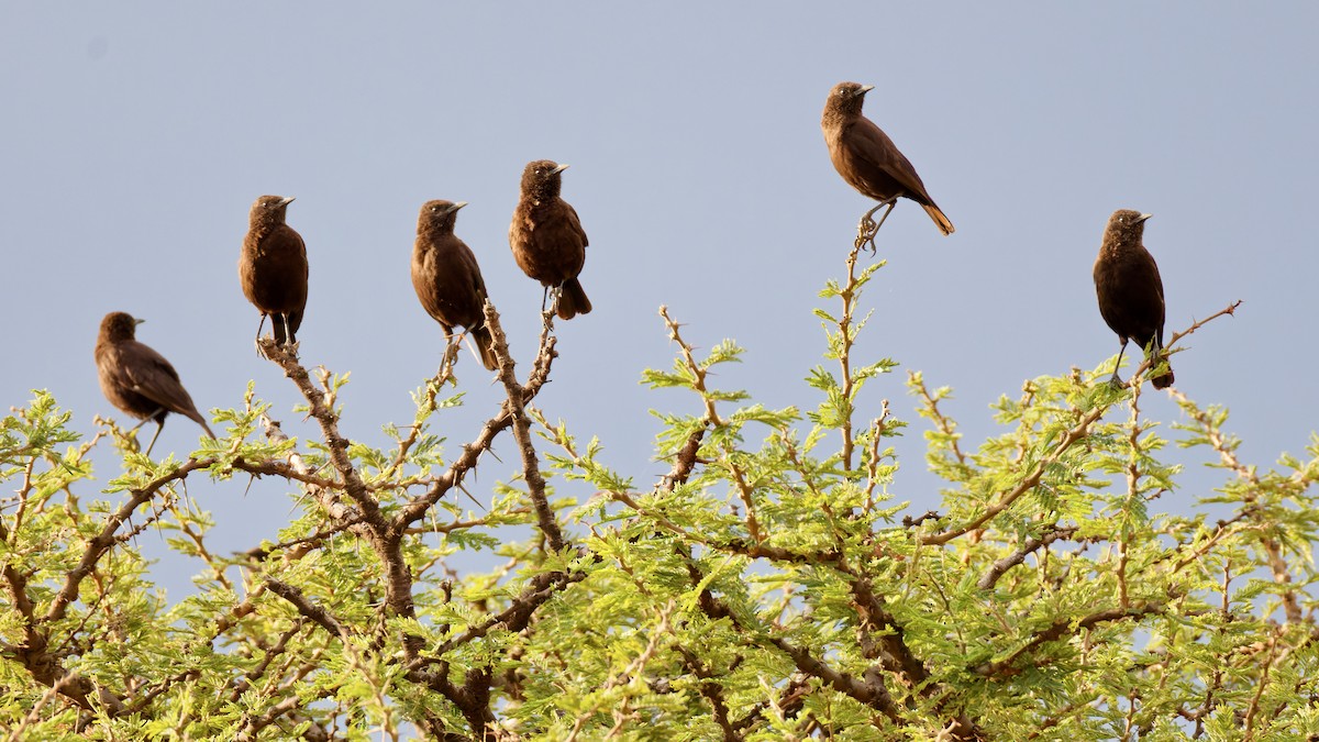 Northern Anteater-Chat - ML615752456