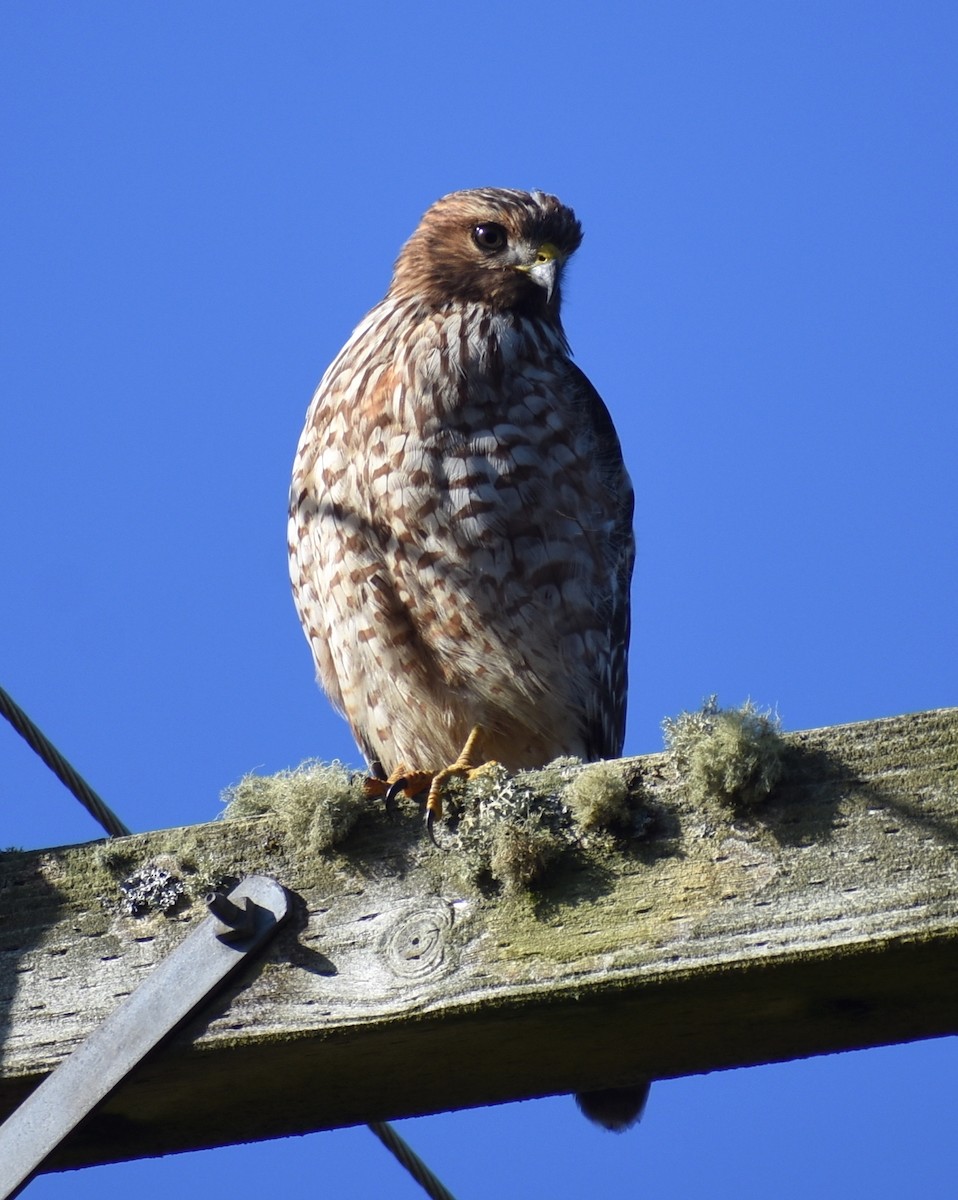 Red-shouldered Hawk - ML615752468