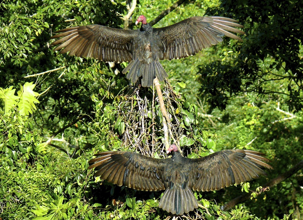 Turkey Vulture - ML615752510