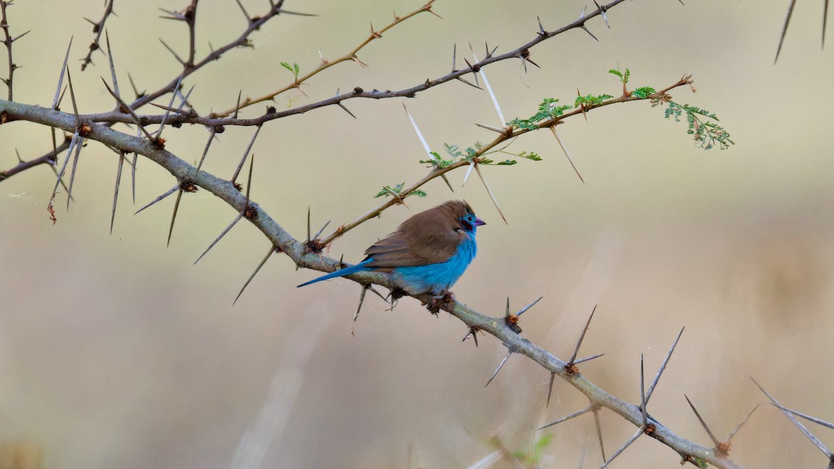 Red-cheeked Cordonbleu - ML615752514