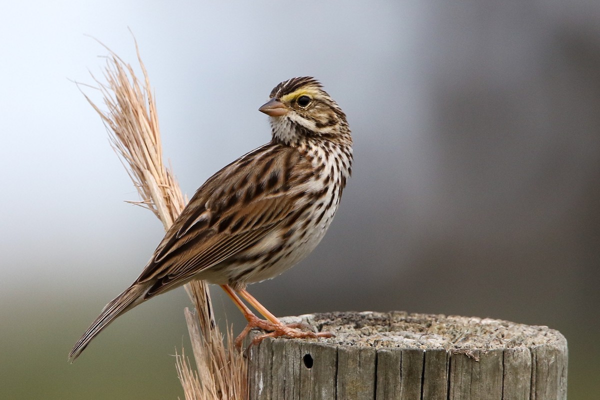 Savannah Sparrow - Alex Marine