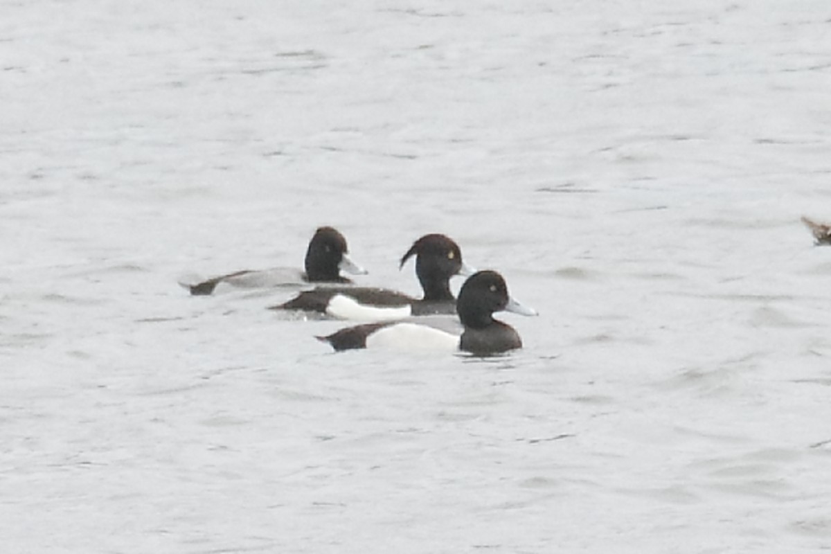 Tufted Duck - ML615752566