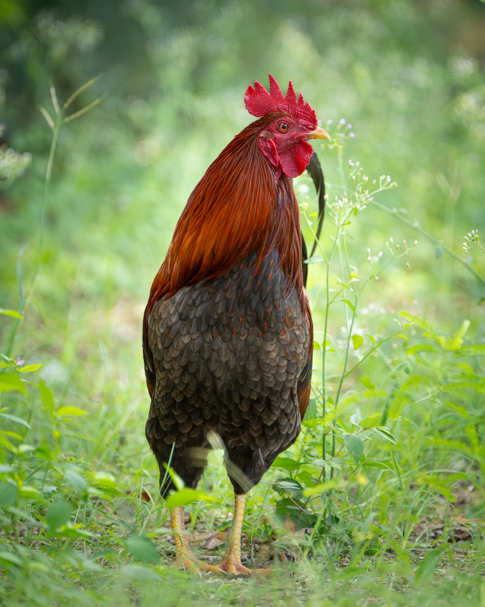 Red Junglefowl - David Kenney