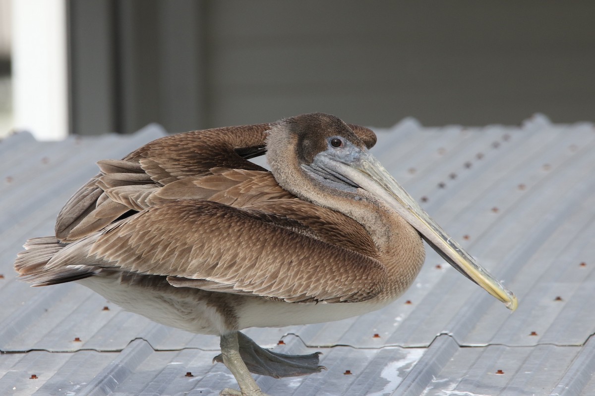 Brown Pelican - ML615752604