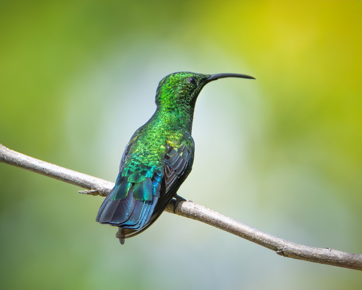 Green-throated Carib - ML615752607