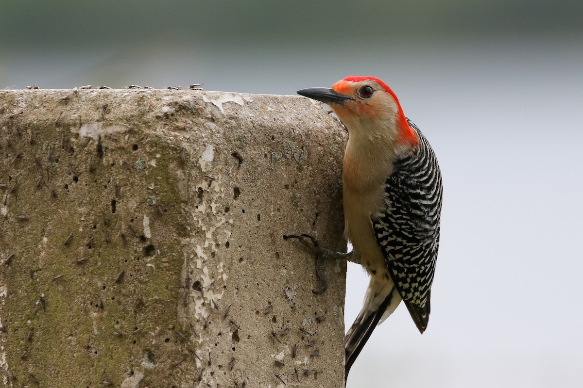 Red-bellied Woodpecker - Alex Marine