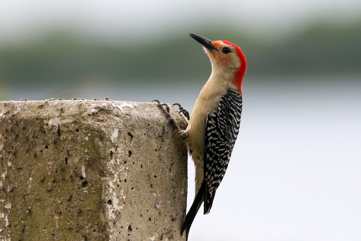 Red-bellied Woodpecker - Alex Marine