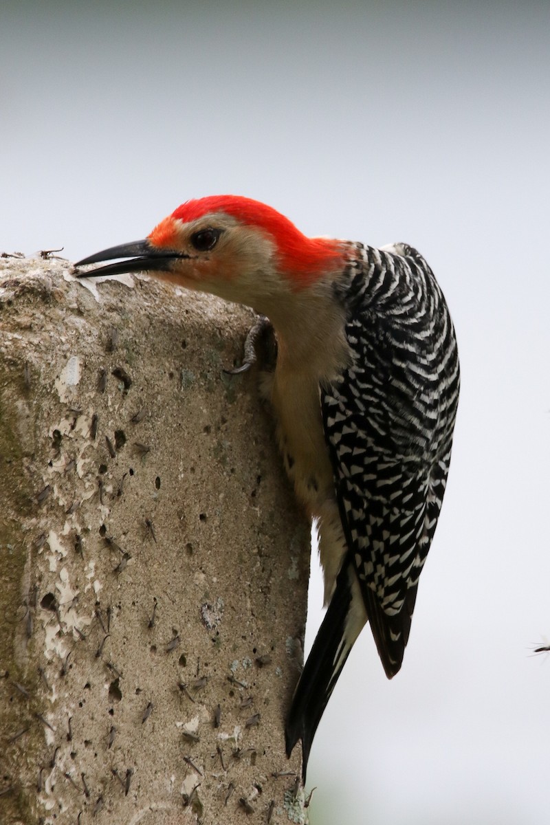 Red-bellied Woodpecker - ML615752610