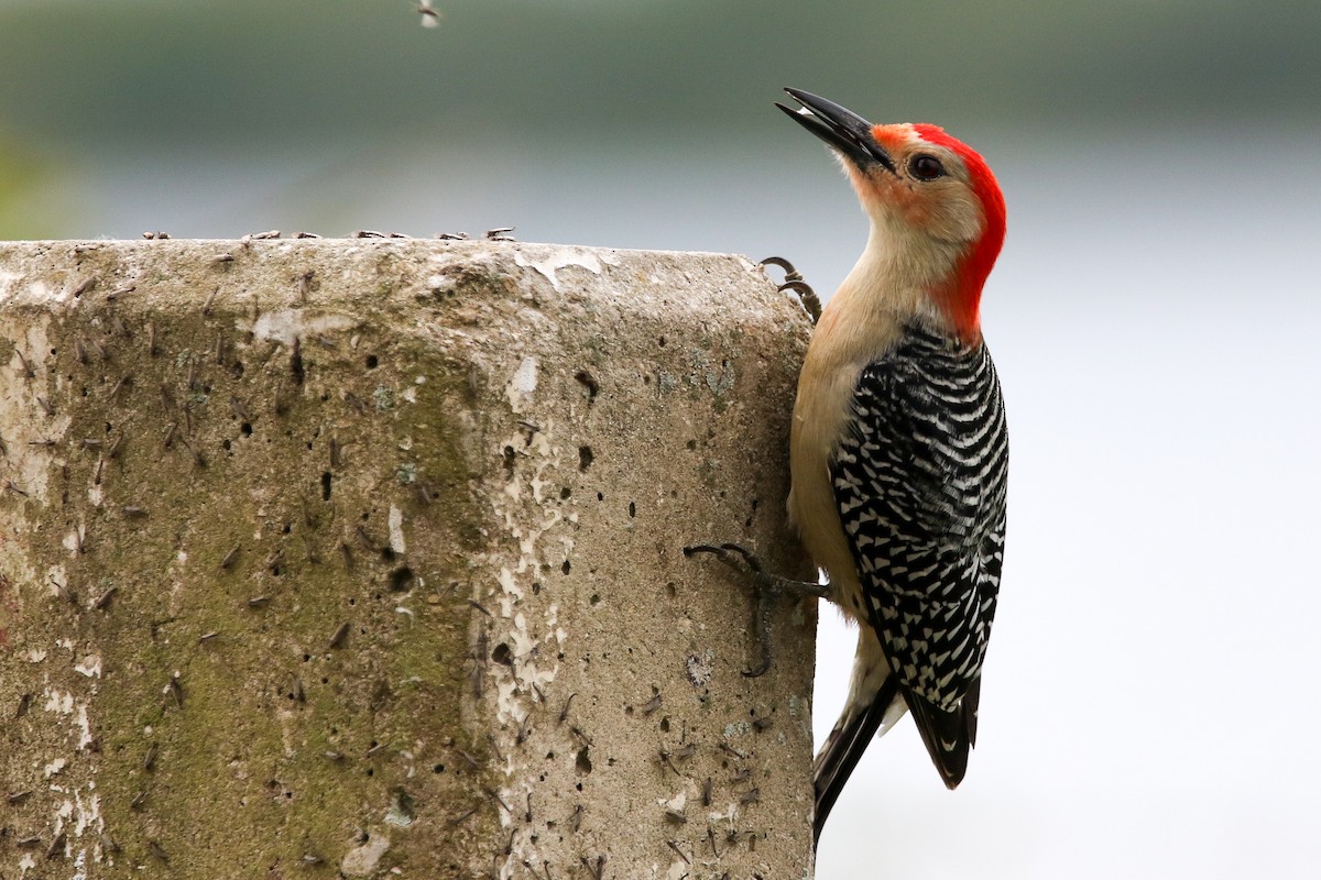 Red-bellied Woodpecker - ML615752611