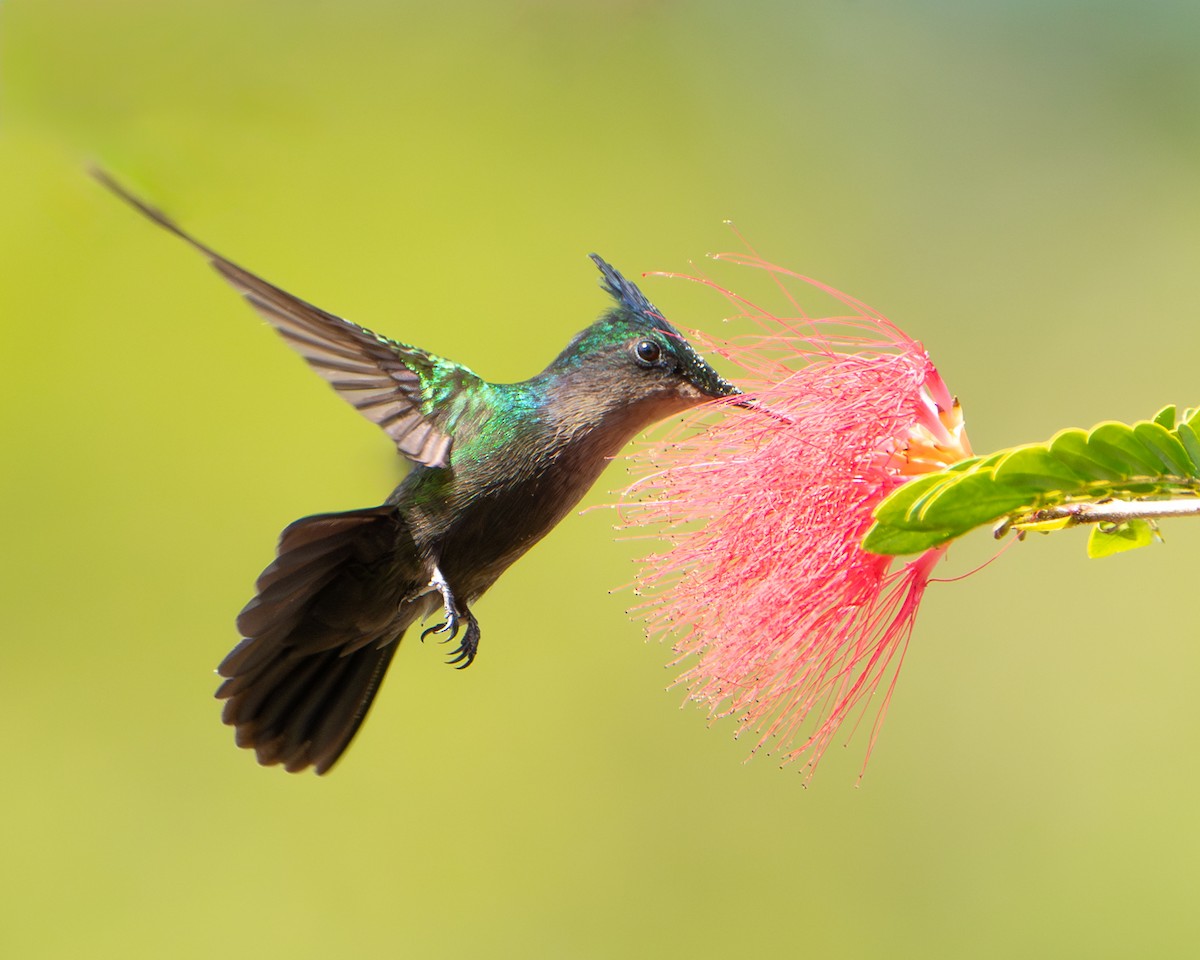 Antillean Crested Hummingbird - ML615752614