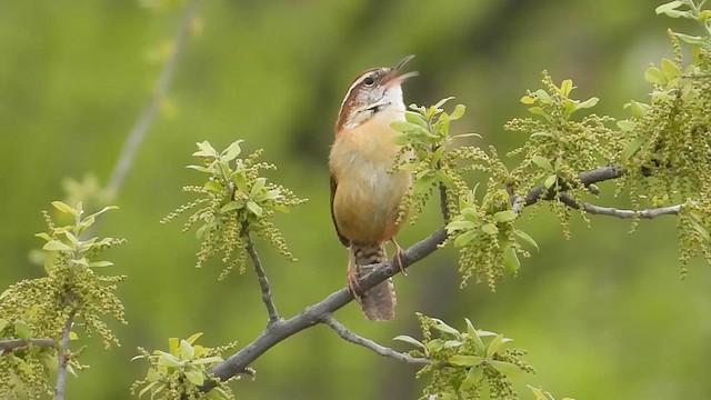 Carolina Wren - ML615752728