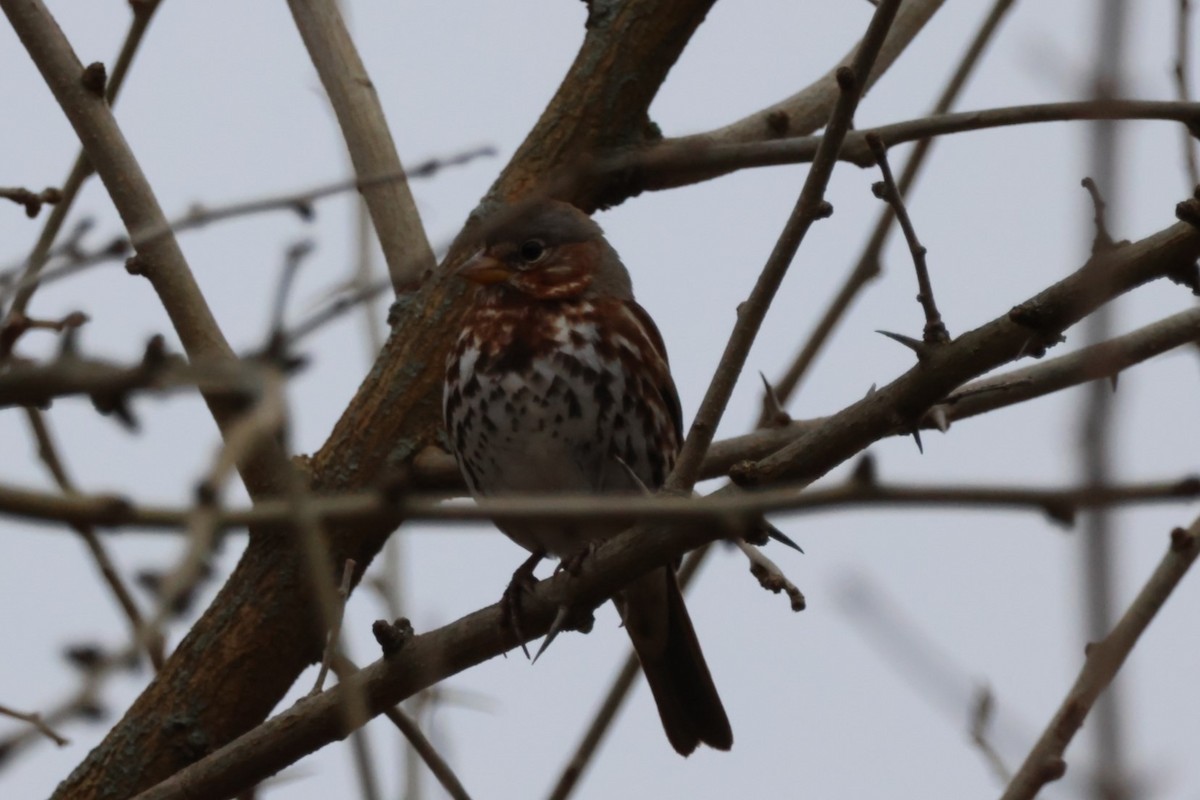 Fox Sparrow (Red) - ML615752732