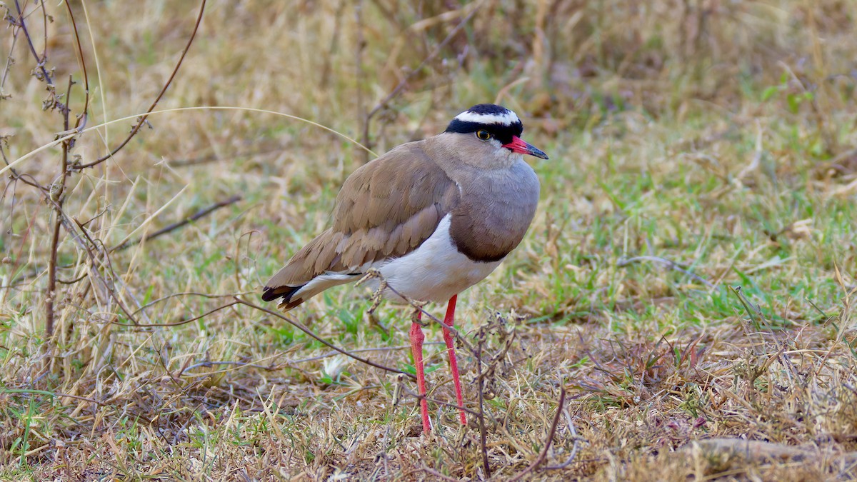 Crowned Lapwing - ML615752738
