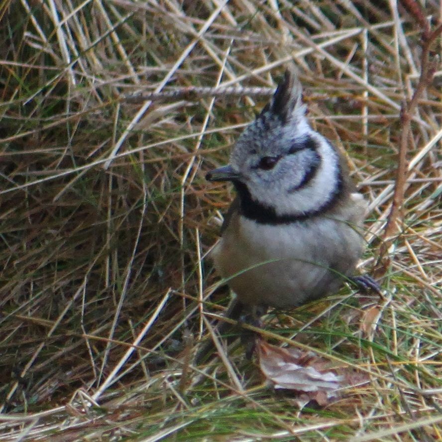 Crested Tit - ML615752746