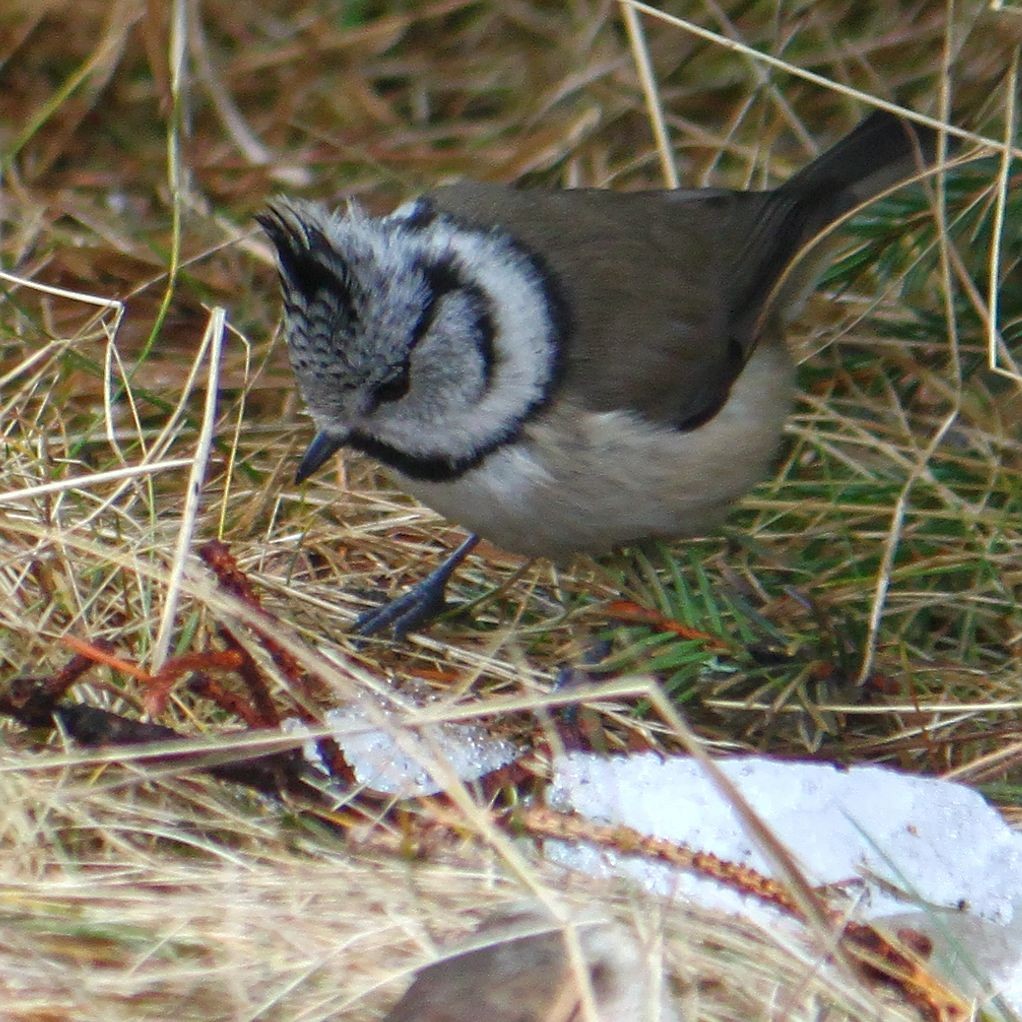 Crested Tit - ML615752747