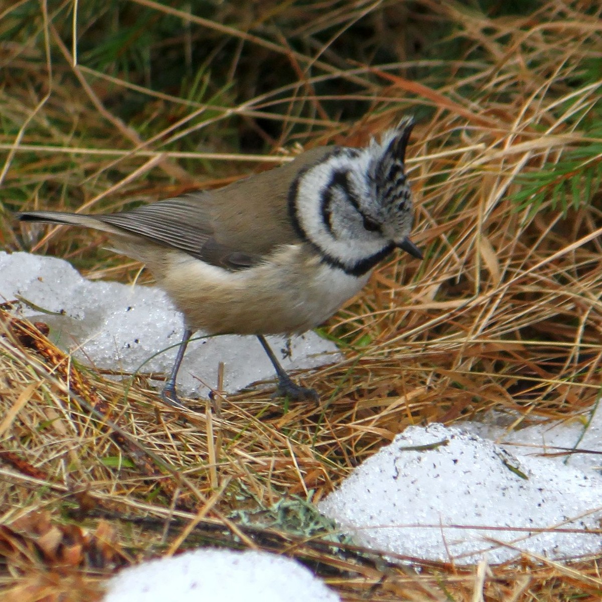 Crested Tit - ML615752749