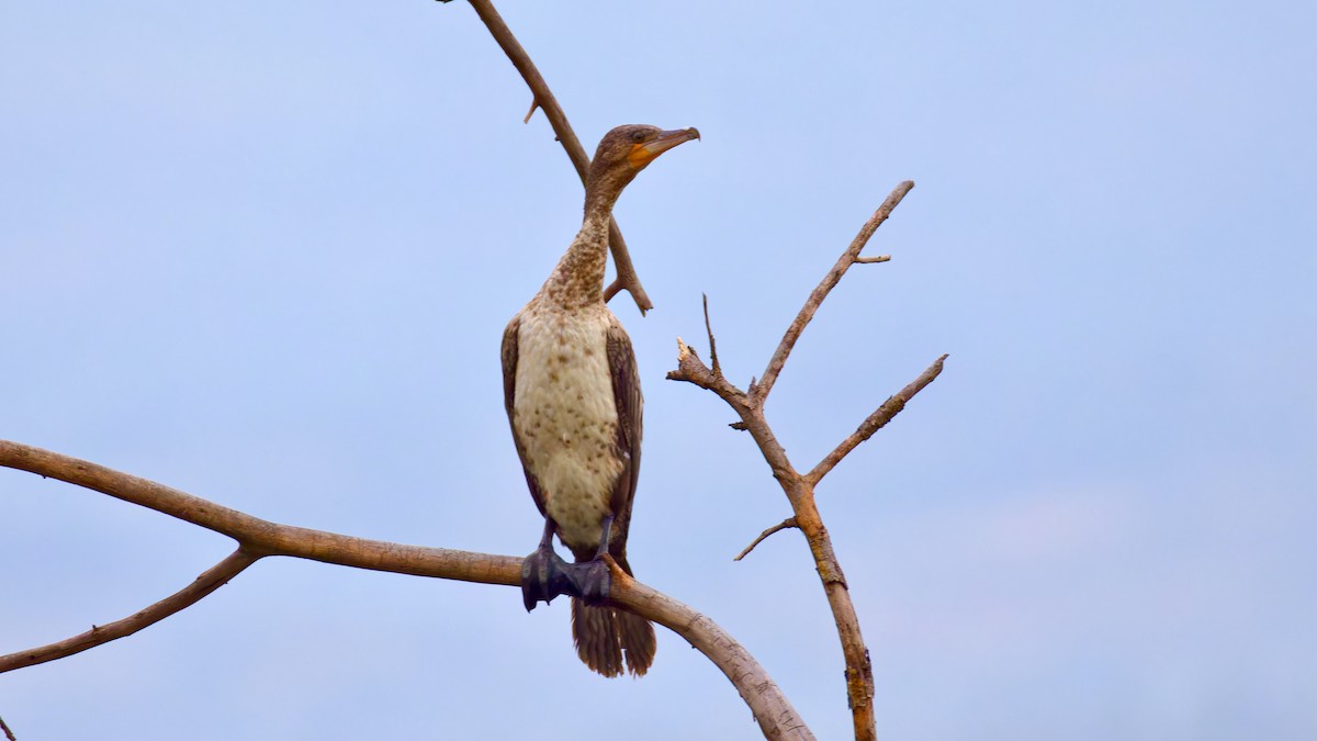 アフリカコビトウ - ML615752763