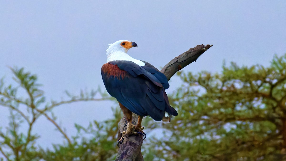 African Fish-Eagle - ML615752799