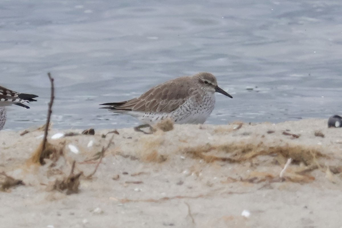 Red Knot - ML615752821