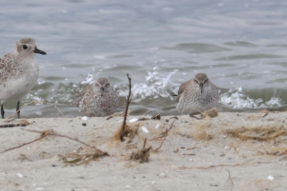 Red Knot - ML615752826