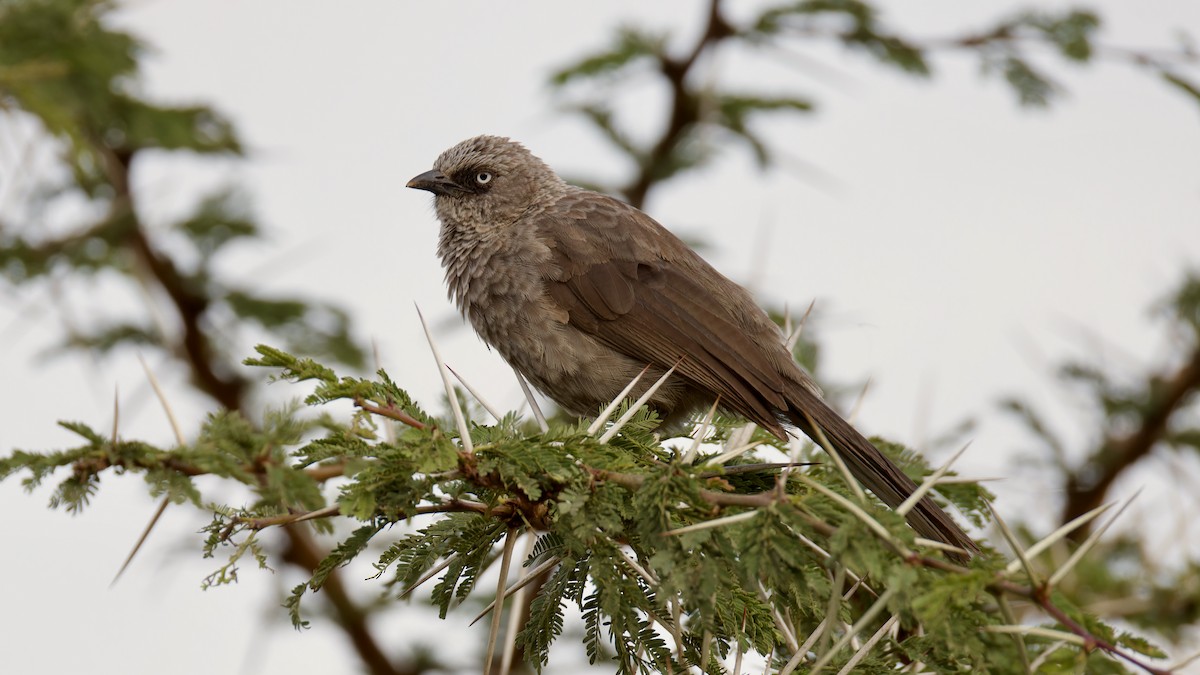 Black-lored Babbler - ML615752830