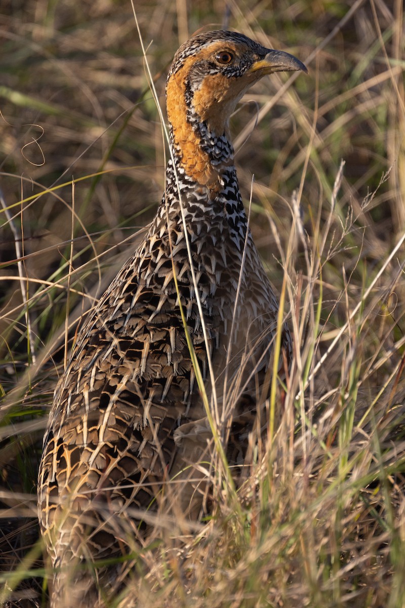 Red-winged Francolin - ML615752847