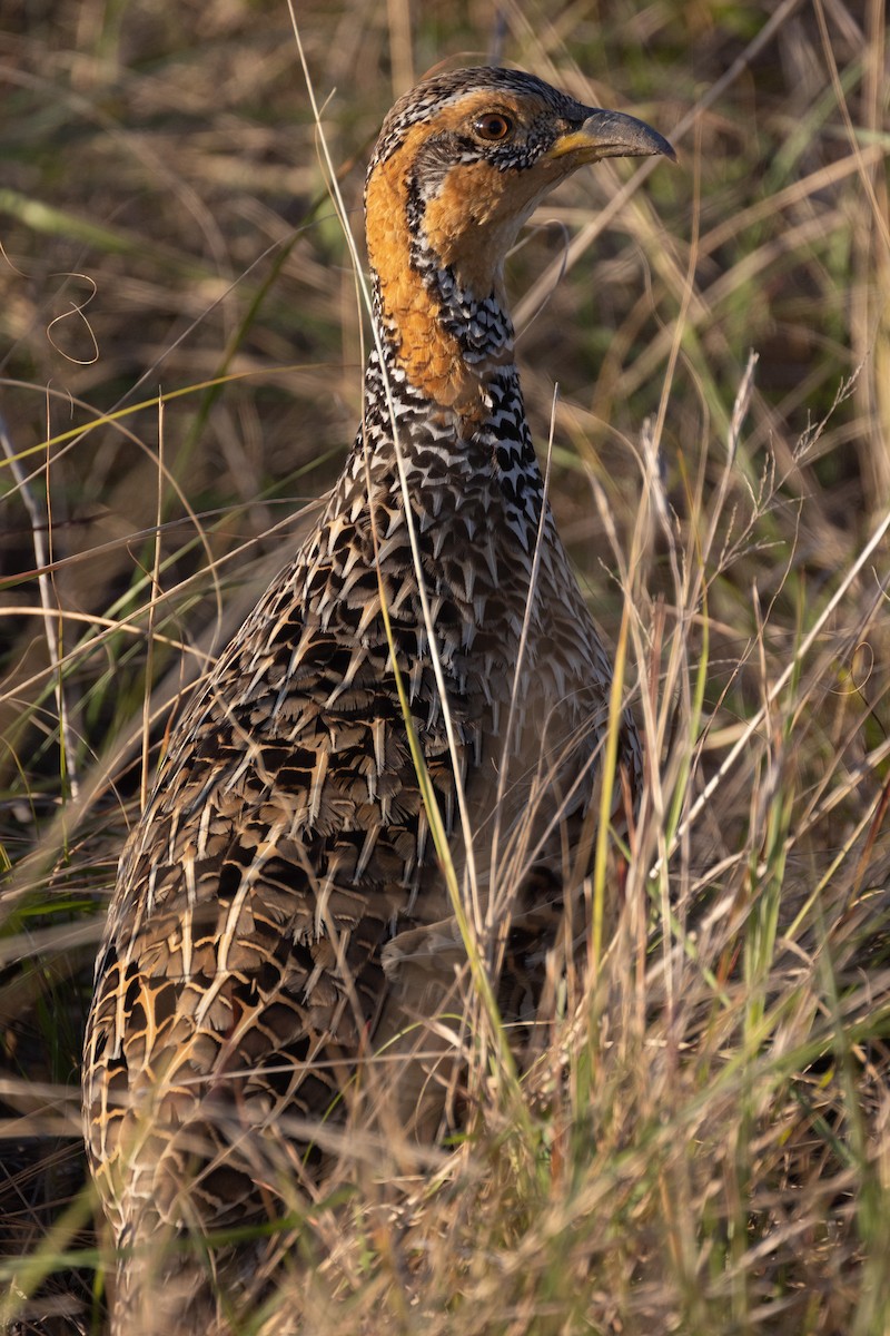 Francolin de Levaillant - ML615752847