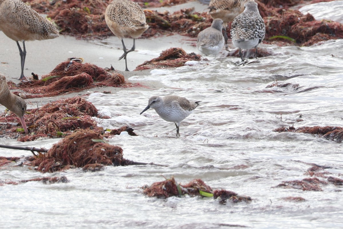 Red Knot - ML615752848