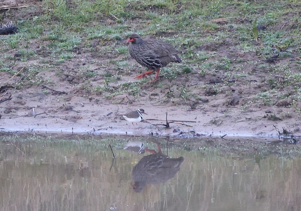 Francolin à gorge rouge (castaneiventer) - ML615752851