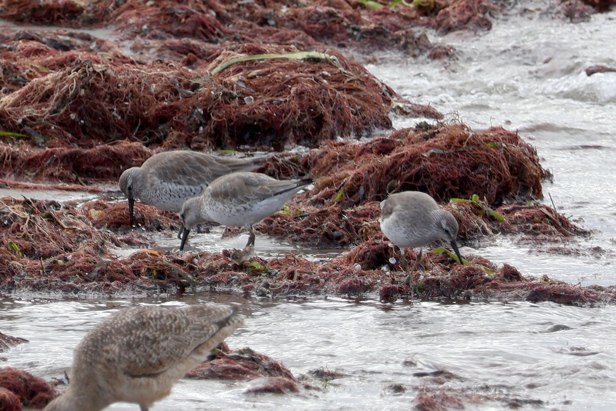 Red Knot - ML615752855