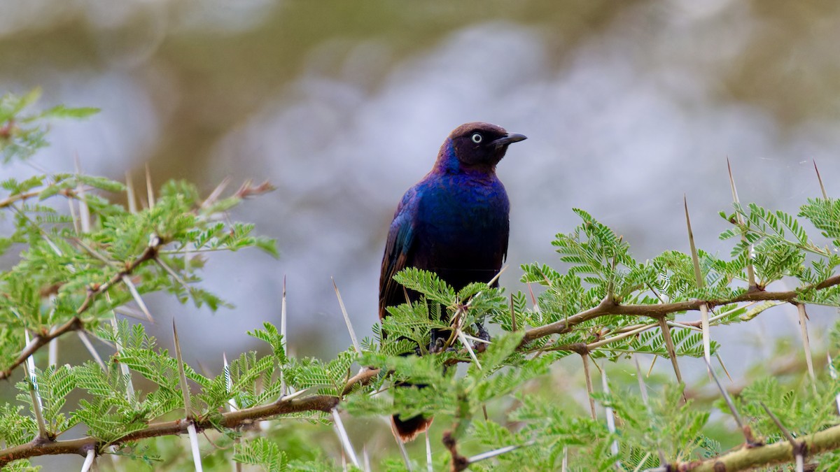 Greater Blue-eared Starling - ML615752872