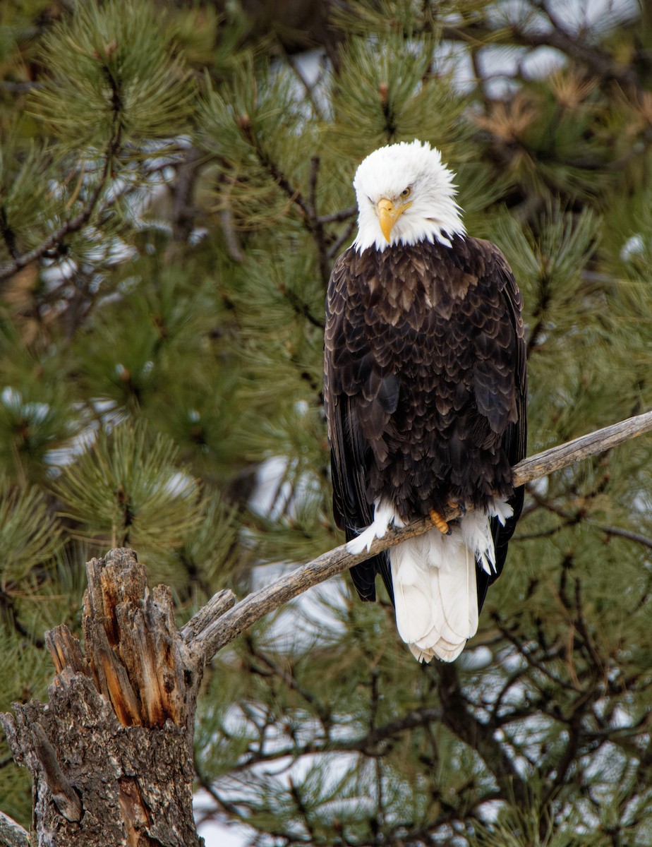 Bald Eagle - ML615752951