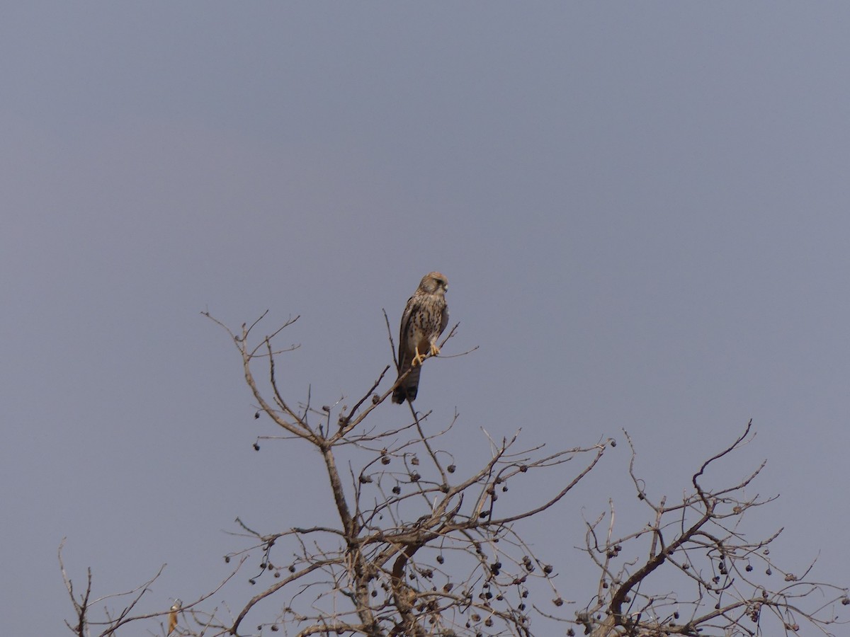 Turmfalke - ML615752980