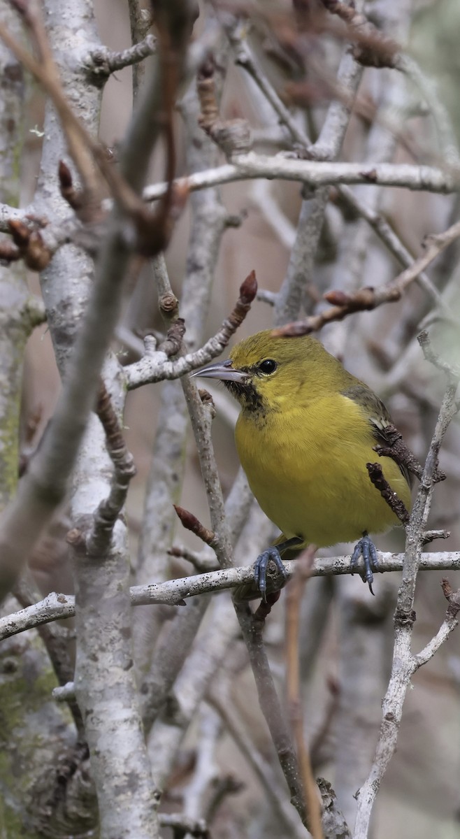 Orchard Oriole - ML615752988