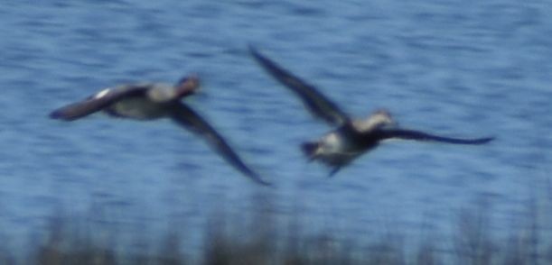 Green-winged Teal - ML615753007