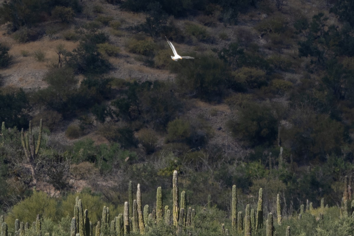 Yellow-footed Gull - ML615753100