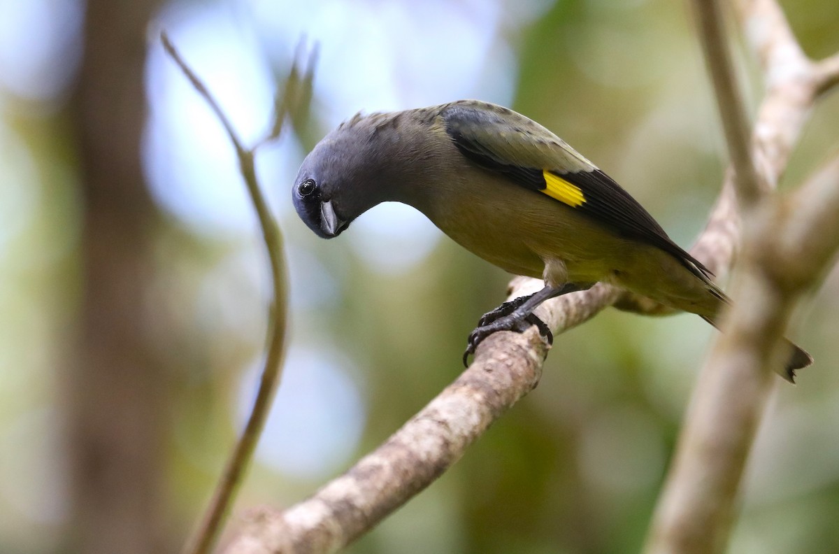 Yellow-winged Tanager - Jason Ransom