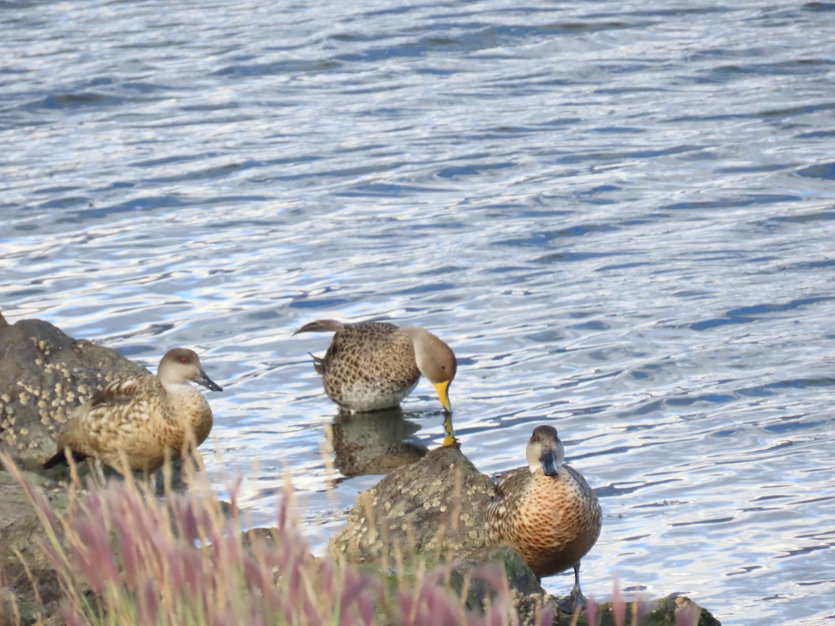 Yellow-billed Pintail (South American) - ML615753138